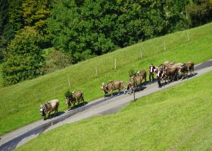 国民投票の前日、夏の放牧を終えた牛たちが、里の畜舎を目指し下山した。